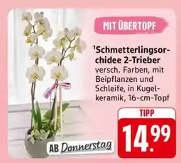 Edeka Schmetterlingsorchidee 2-Trieber Angebot