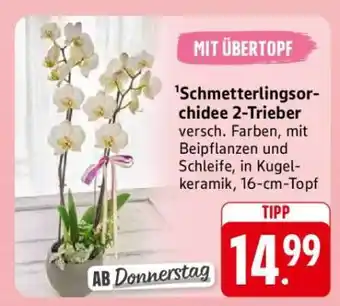 Edeka Schmetterlingsorchidee 2-Trieber Angebot