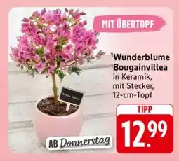 Edeka Wunderblume Bougainvillea Angebot