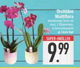 Edeka Orchidee Multiflora Angebot