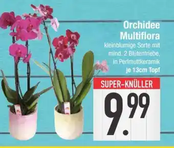 Edeka Orchidee Multiflora Angebot