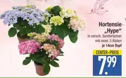 Edeka Hortensie 'Hype' Angebot