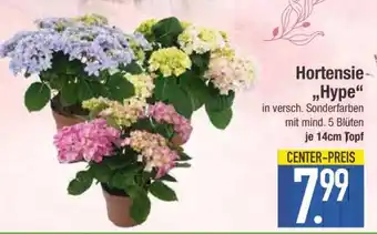 Edeka Hortensie 'Hype' Angebot