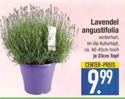 Edeka Lavendel angustifolia Angebot