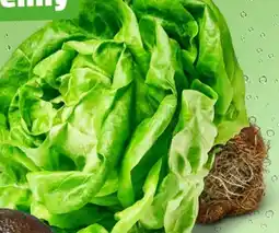 PENNY Kopfsalat Angebot