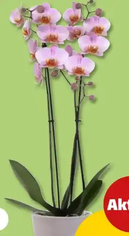 PENNY Orchidee Angebot