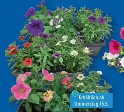 Lidl Beetpflanzen Angebot
