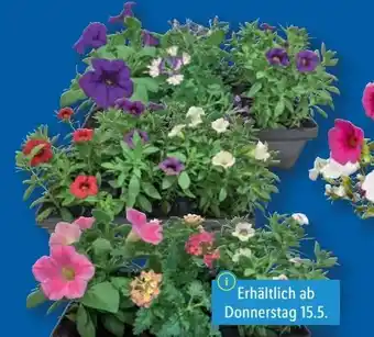 Lidl Beetpflanzen Angebot