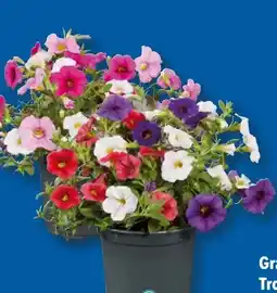 Lidl Zauberglöckchen Angebot