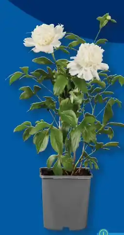 Lidl Pfingstrosen Angebot