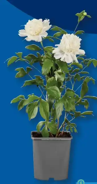 Lidl Pfingstrosen Angebot