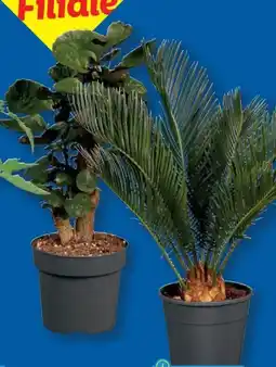 Lidl Palmenmix Angebot