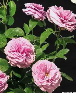 Scheck-in-Center Blume2000 Gartenrose Angebot