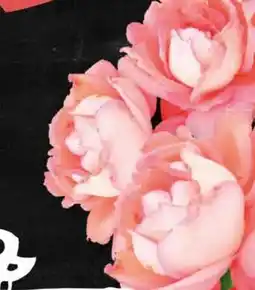 Scheck-in-Center Blume2000 Blumenbünde Angebot