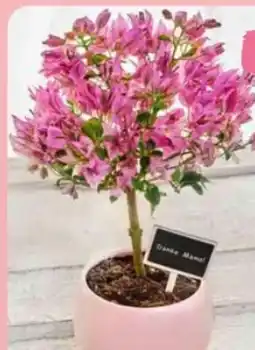 Edeka Bougainvillea Angebot
