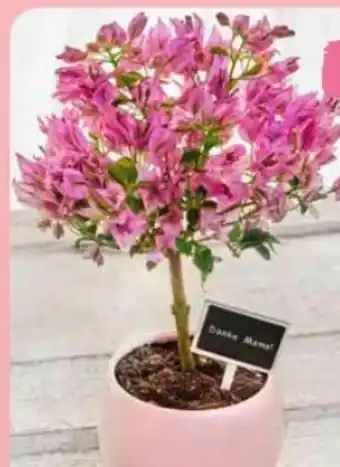 Edeka Bougainvillea Angebot
