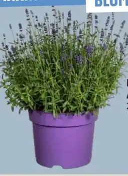 Edeka Lavendel-Busch Angustifolia Angebot