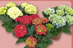 REWE Center Hortensie Angebot