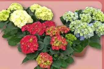REWE Center Hortensie Angebot