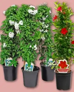 REWE Center Sommerjasmin Angebot