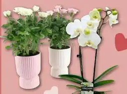 REWE Center Topfrose Angebot