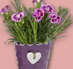 REWE Center Nelke Pink Kisses Angebot