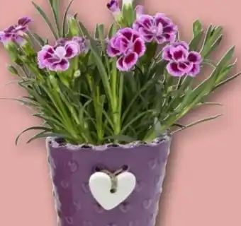REWE Center Nelke Pink Kisses Angebot