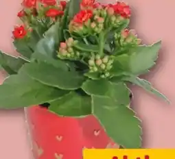 REWE Flammendes Käthchen Angebot