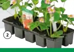 BayWa Erdbeerpflanzen Angebot