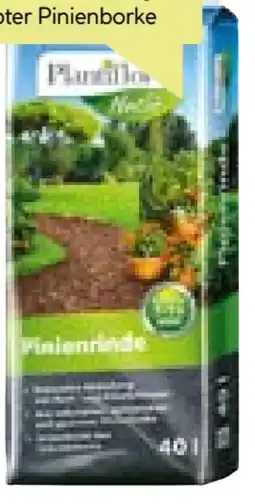 BayWa Plantiflor Pinienrinde Angebot
