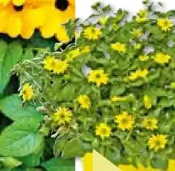 BayWa Beet- und Balkonpflanzen Angebot