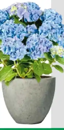 BayWa Bauernhortensie Angebot