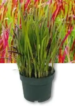 BayWa Japanisches Blutgras Angebot