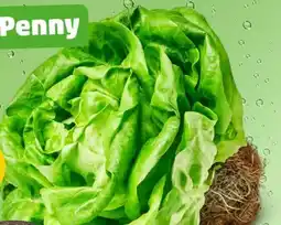 PENNY Marktliebe Kopfsalat Angebot
