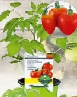 BayWa Plantiflor Gemüsepflanze Meisterklasse Angebot