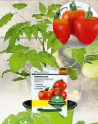 BayWa Plantiflor Gemüsepflanze Meisterklasse Angebot