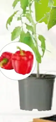 BayWa Plantiflor Bio-Gourmet-Gemüsepflanzen Angebot