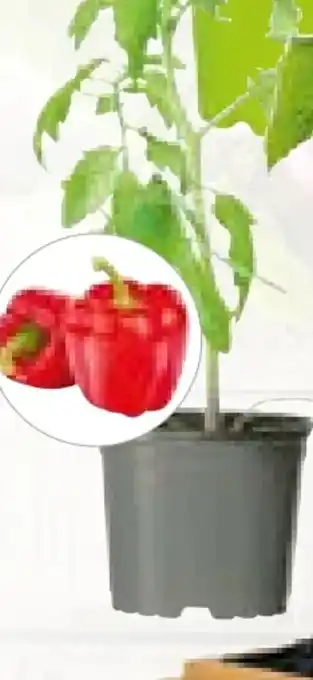 BayWa Plantiflor Bio-Gourmet-Gemüsepflanzen Angebot