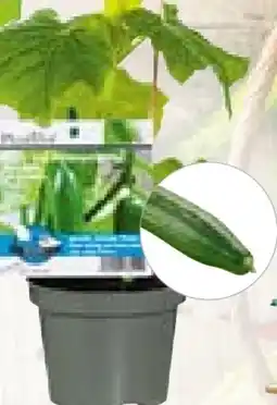 BayWa Plantiflor Veredeltes Vitalgemüse Angebot