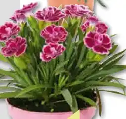 BayWa Prinzess-Nelke Angebot