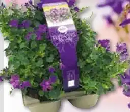BayWa Glockenblumen Angebot