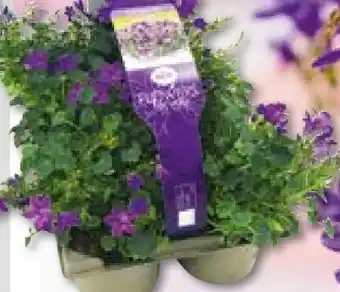 BayWa Glockenblumen Angebot