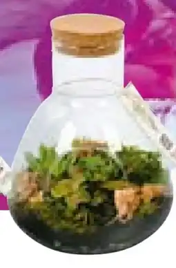 BayWa Bepflanzte Gläser Angebot