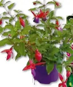 BayWa Fuchsien Angebot
