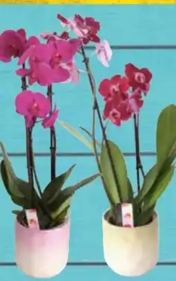 E-Center Multiflora Orchidee Angebot