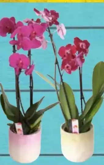 E-Center Multiflora Orchidee Angebot