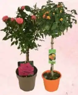 E-Center Terrassenstämmchen Angebot
