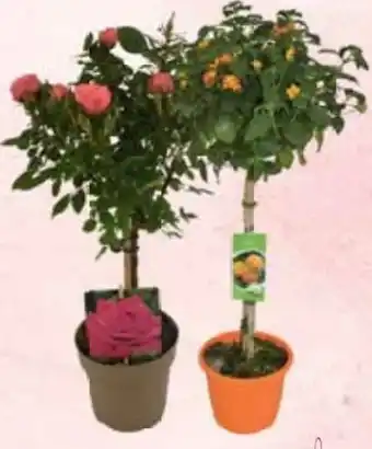 E-Center Terrassenstämmchen Angebot
