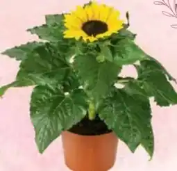 E-Center Sonnenblume Helianthus Angebot