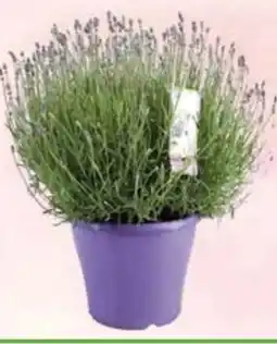 E-Center Lavendel Angustifolia Angebot